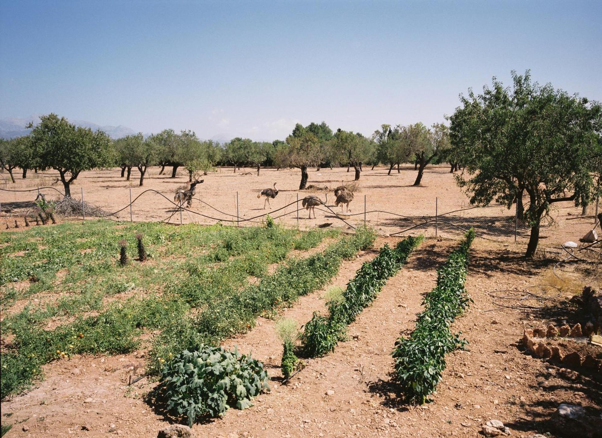 Agroturismo Es Quatre Cantons Binissalem Exterior photo